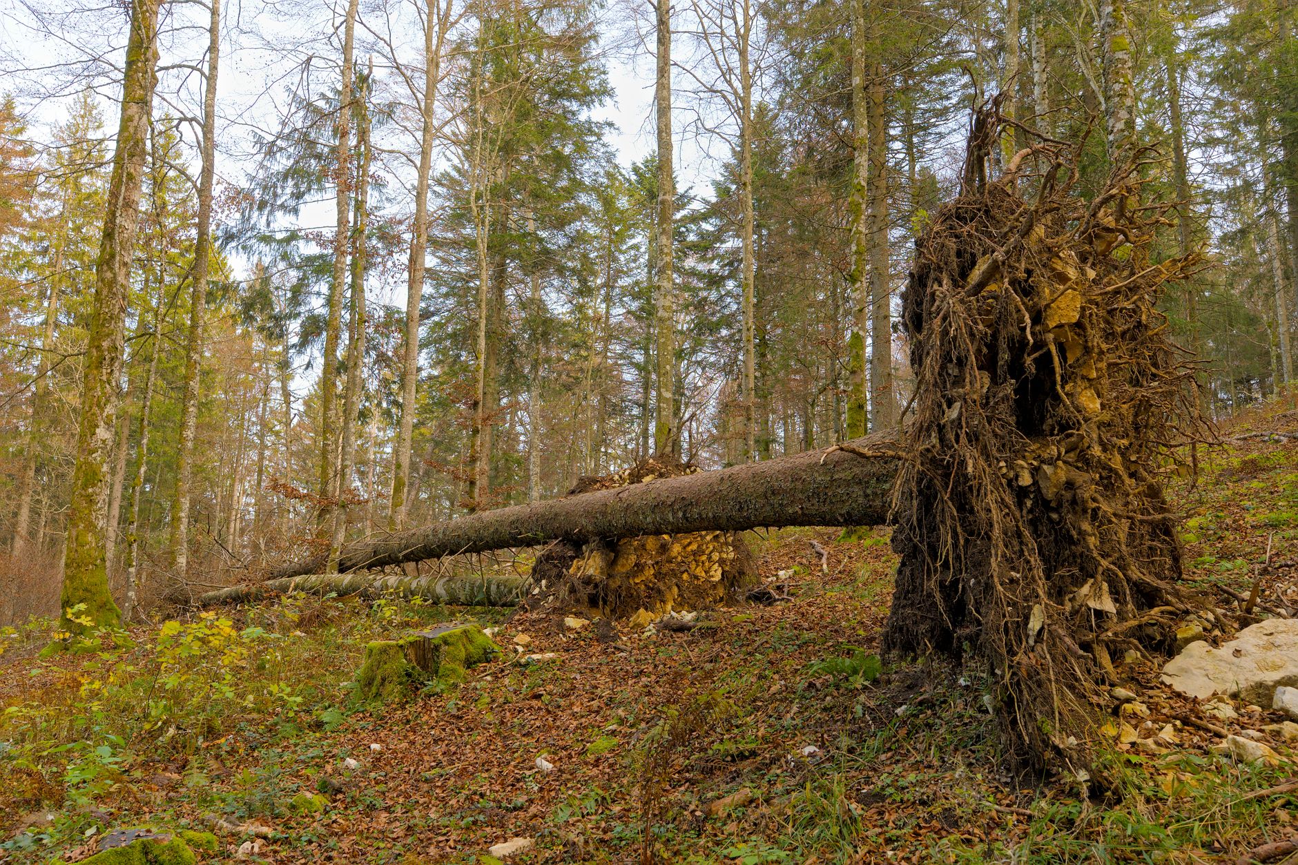 Enlèvement arbre urgence à Saumur